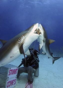 Shark Feed, Nassau, Bahamas    These are Caribbean Reef S... by Victoria Collins 